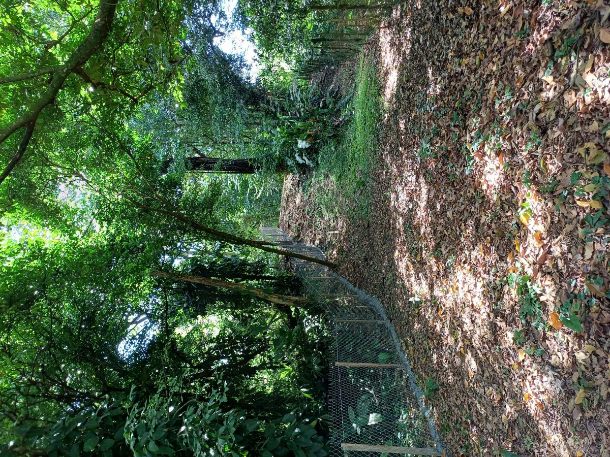Terrain titré, accès routier et maritime — Près de Bocas Town, Isla Colón - 23