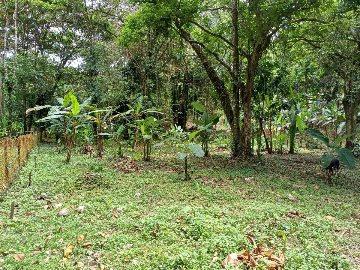 Terrain titré, accès routier et maritime — Près de Bocas Town, Isla Colón - 14