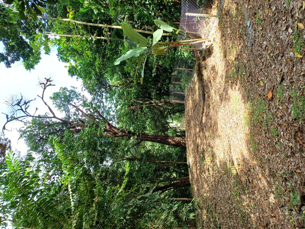 Titre : Accès Terre, Route et Mer — Près de Bocas Town, Isla Colón - 19