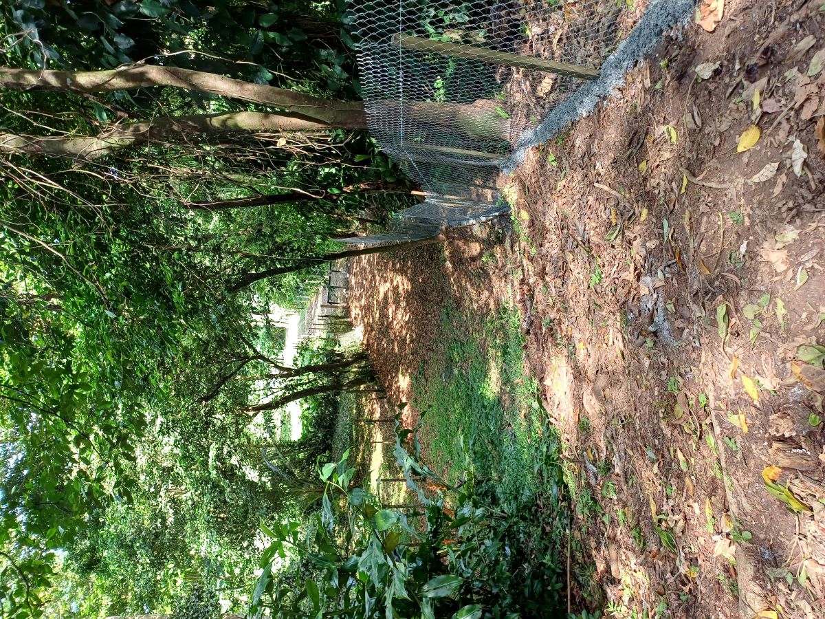 Titre : Terrain, Accès Route et Mer — Près de Bocas Town, Isla Colón - 21