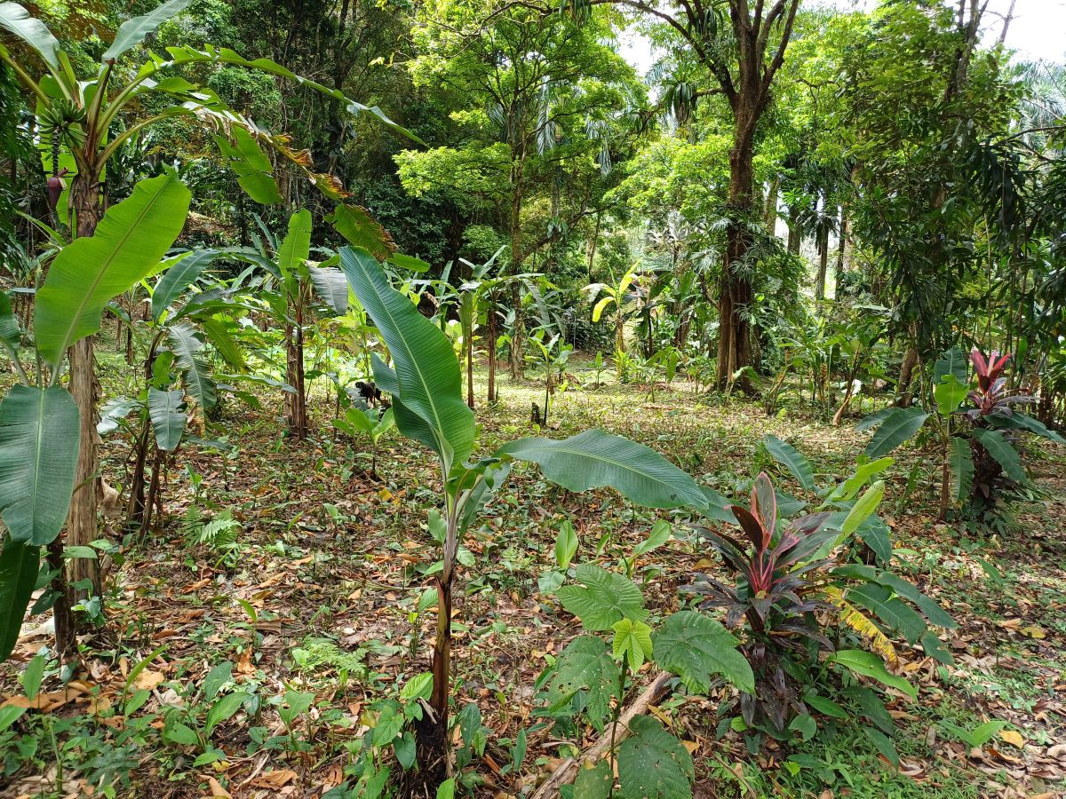 Titre : Terrain, Accès Route et Mer — Proche de Bocas Town, Isla Colón - 12