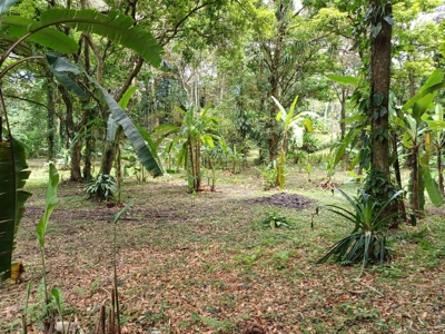 Titled Land for Sale Near Bocas Town – Road & Sea Access Lots - image 12