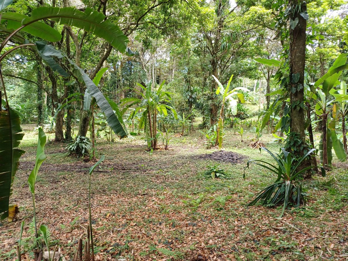 Titre Propriété, Accès Routier et Maritime — Près de Bocas Town, Isla Colón - 16