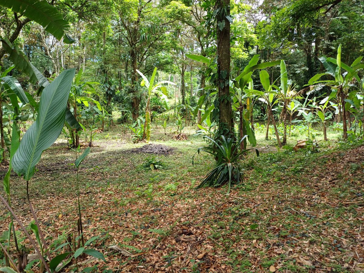 Terrains Emplacement Accès Route & Mer — Près de la ville de Bocas, Isla Colón — 15