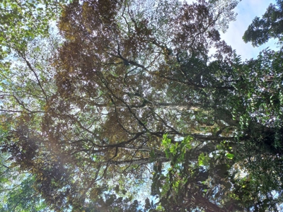 Titled Land for Sale Near Bocas Town – Road & Sea Access Lots - image 26