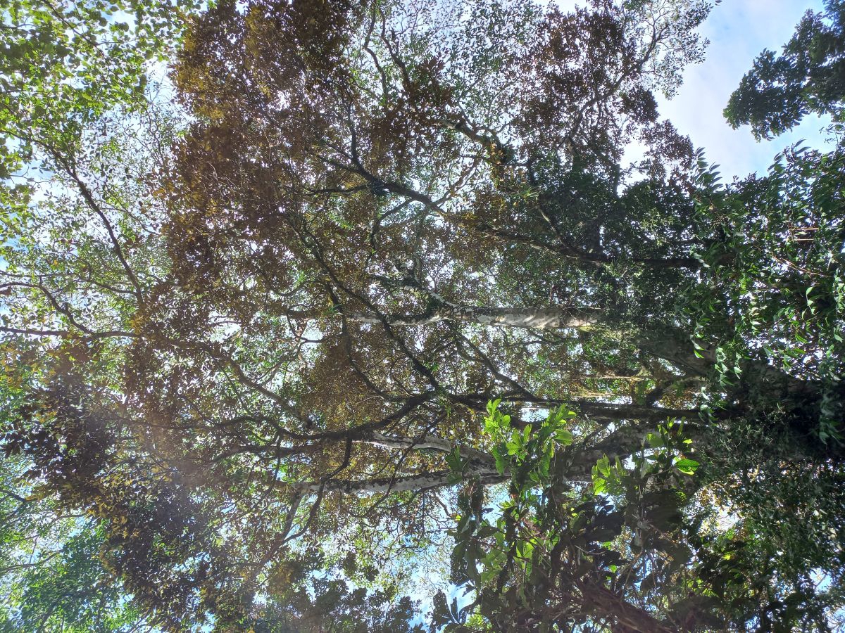 Accès Terre, Route et Mer — Près de Bocas Town, Isla Colón - 30