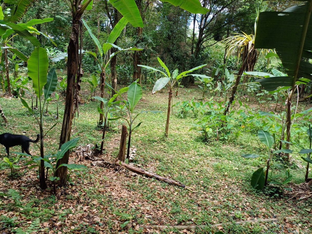 Terrain Titré, Accès Routier et Maritime — Près de Bocas Town, Isla Colón - 10