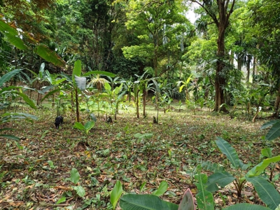 Titled Land for Sale Near Bocas Town – Road & Sea Access Lots - image 9