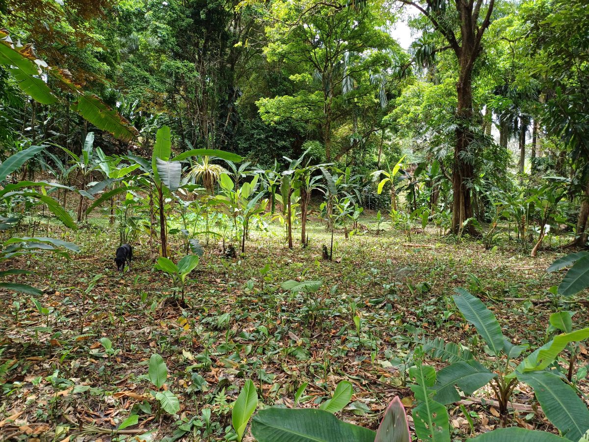 Terrains, Accès Routier et Maritime — Près de Bocas Town, Isla Colón - 13