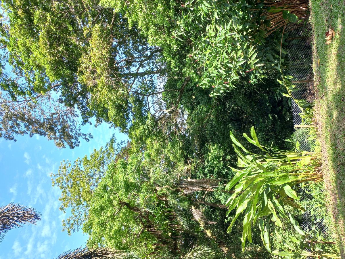 Terrain Titré, Accès Routier et Maritime — Près de Bocas Town, Isla Colón - 4