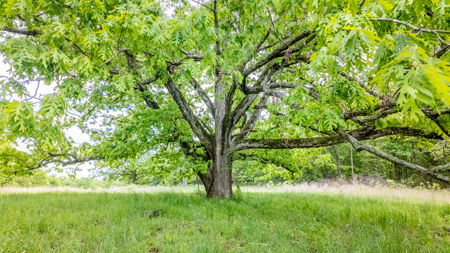 Beautiful Farm For Sale In The Ozarks - image 21