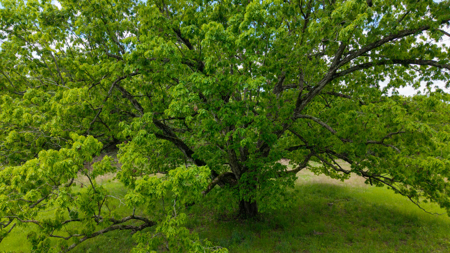 Beautiful Farm For Sale In The Ozarks - image 24