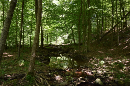 80 Acres in Dubois County- Southern Indiana Real Estate- - image 13