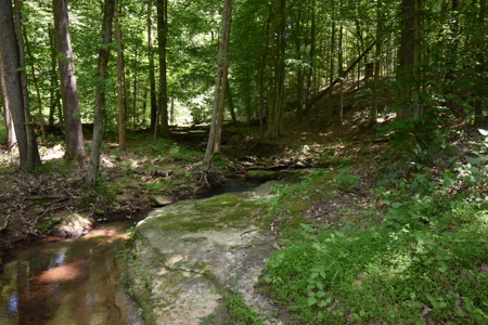 80 Acres in Dubois County- Southern Indiana Real Estate- - image 12