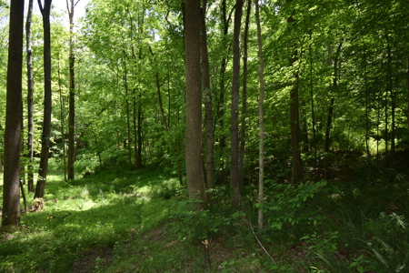 80 Acres in Dubois County- Southern Indiana Real Estate- - image 8