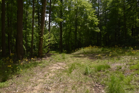 80 Acres in Dubois County- Southern Indiana Real Estate- - image 7