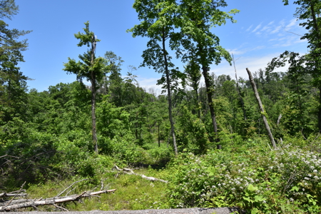 80 Acres in Dubois County- Southern Indiana Real Estate- - image 18