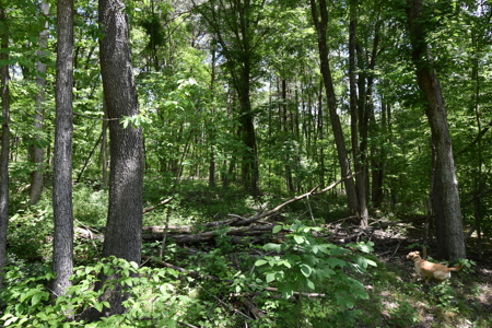 80 Acres in Dubois County- Southern Indiana Real Estate- - image 14