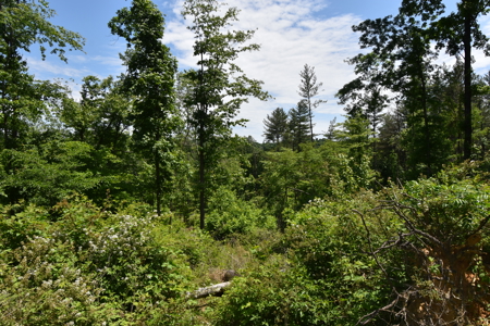 80 Acres in Dubois County- Southern Indiana Real Estate- - image 17