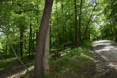 80 Acres in Dubois County- Southern Indiana Real Estate- - image 6