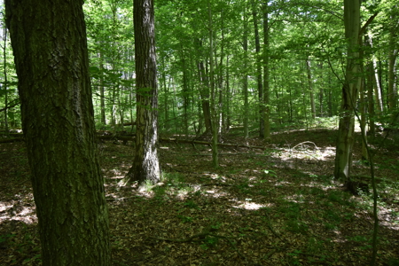 80 Acres in Dubois County- Southern Indiana Real Estate- - image 10