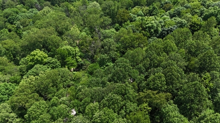 80 Acres in Dubois County- Southern Indiana Real Estate- - image 3