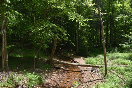 80 Acres in Dubois County- Southern Indiana Real Estate- - image 9