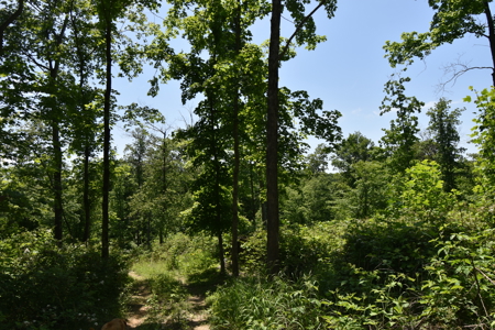 80 Acres in Dubois County- Southern Indiana Real Estate- - image 19