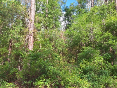 5 Acres Near The Suwannee River With Additional Acreage Available - image 4