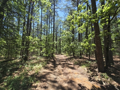 Off-Grid Cabin Adjoining National Forest - image 22