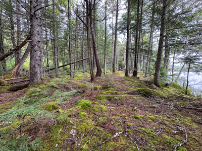 Large Lakefront Lot 22 Acres in Lakeville, ME - image 23