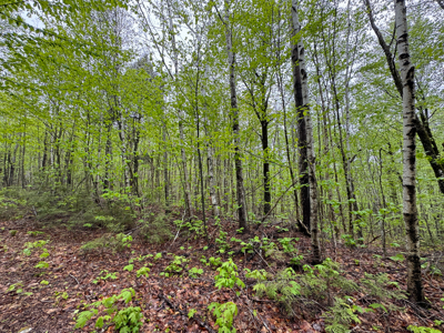 Large Lakefront Lot 22 Acres in Lakeville, ME - image 39