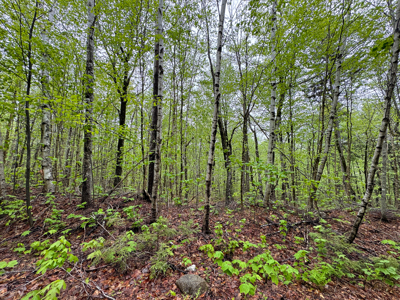 Large Lakefront Lot 22 Acres in Lakeville, ME - image 38