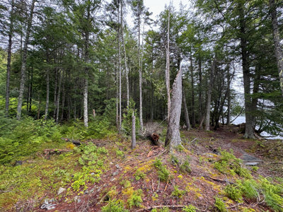 Large Lakefront Lot 22 Acres in Lakeville, ME - image 12