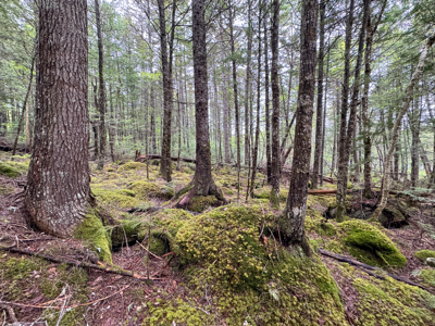 Large Lakefront Lot 22 Acres in Lakeville, ME - image 36