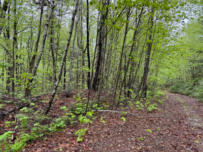 Large Lakefront Lot 22 Acres in Lakeville, ME - image 37