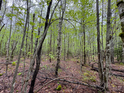 Large Lakefront Lot 22 Acres in Lakeville, ME - image 41