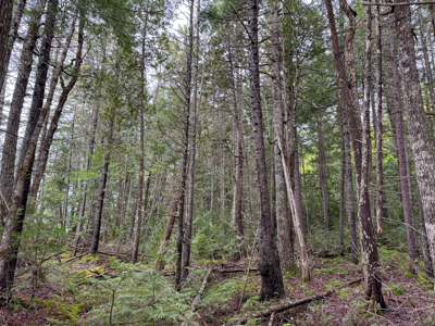 Large Lakefront Lot 22 Acres in Lakeville, ME - image 32