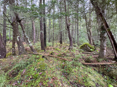 Large Lakefront Lot 22 Acres in Lakeville, ME - image 26