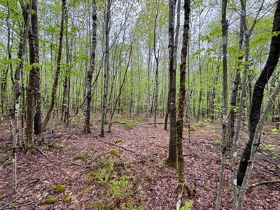 Large Lakefront Lot 22 Acres in Lakeville, ME - image 40
