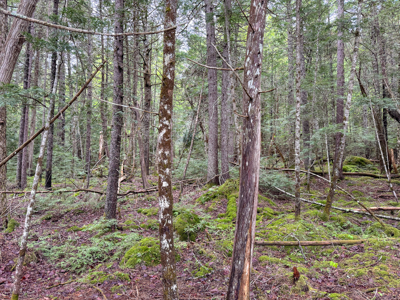Large Lakefront Lot 22 Acres in Lakeville, ME - image 34