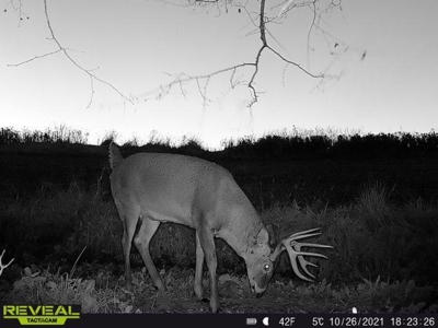 65-acre trophy whitetail and turkey hotspot - image 34