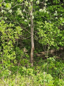 65-acre trophy whitetail and turkey hotspot - image 16