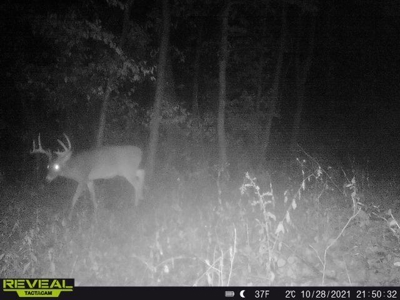 65-acre trophy whitetail and turkey hotspot - image 37