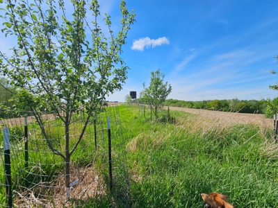 65-acre trophy whitetail and turkey hotspot - image 11