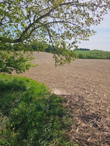 65-acre trophy whitetail and turkey hotspot - image 14