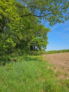 65-acre trophy whitetail and turkey hotspot - image 10