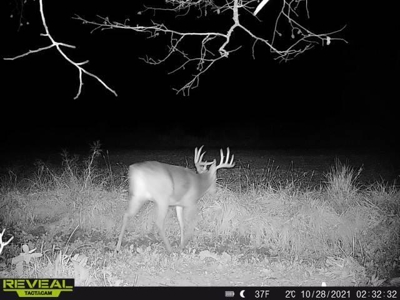 65-acre trophy whitetail and turkey hotspot - image 35