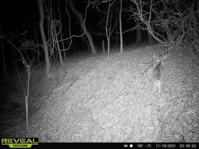 65-acre trophy whitetail and turkey hotspot - image 40