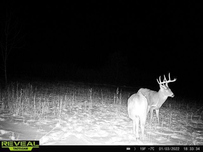 65-acre trophy whitetail and turkey hotspot - image 39